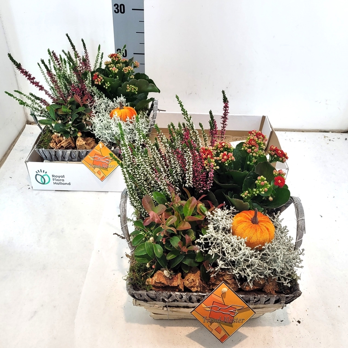 <h4>ARR TUINPLANTEN</h4>
