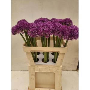 ALLIUM GLOBEMASTER
