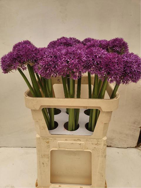<h4>ALLIUM GLOBEMASTER</h4>