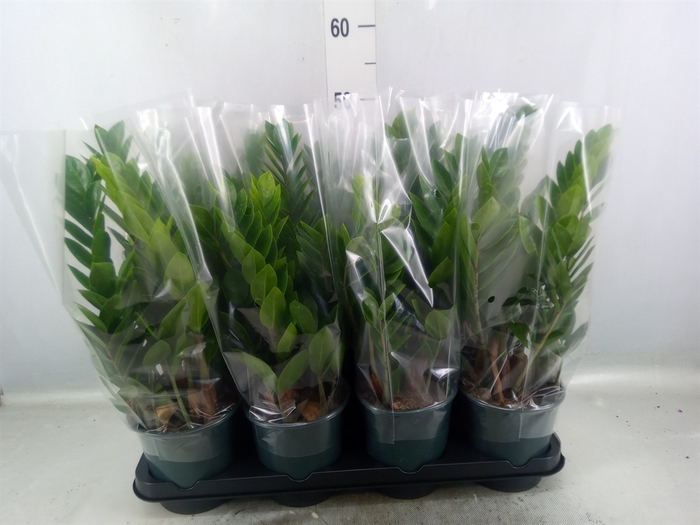 <h4>Zamioculcas zamiifolia</h4>