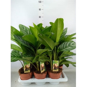 Aglaonema   ...