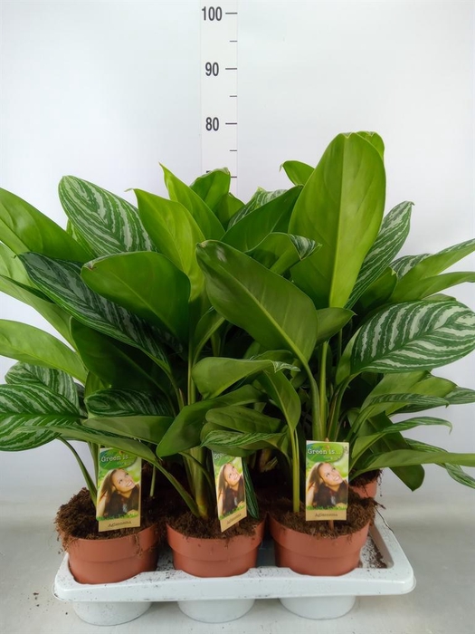 <h4>Aglaonema   ...</h4>
