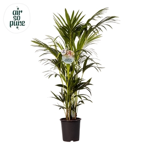 KENTIA - P27 H160 - 12PP - Air So Pure (Howea forsteriana)