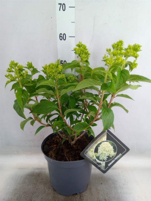 <h4>Hydrangea pan. 'Skyfall'</h4>