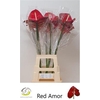Anthurium Red Amor