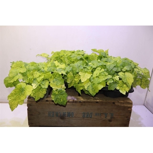 arr8 Tolmiea M Variegata