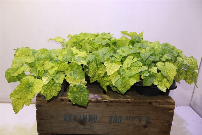 <h4>arr8 Tolmiea M Variegata</h4>