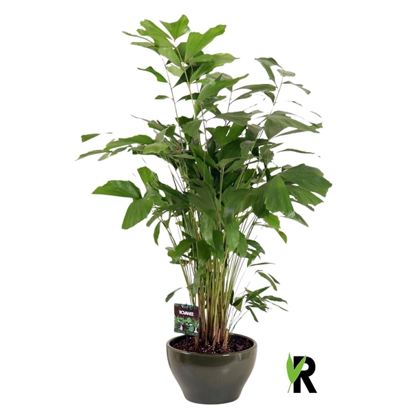 <h4>Caryota mitis in keramiek rond groen</h4>