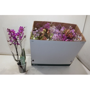 Phal Mf Gem 8 Kl