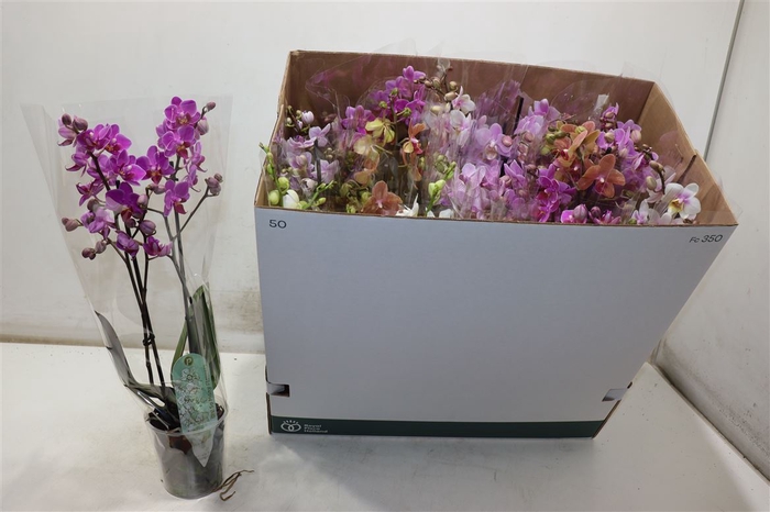 <h4>Phal Mf Gem 8 Kl</h4>