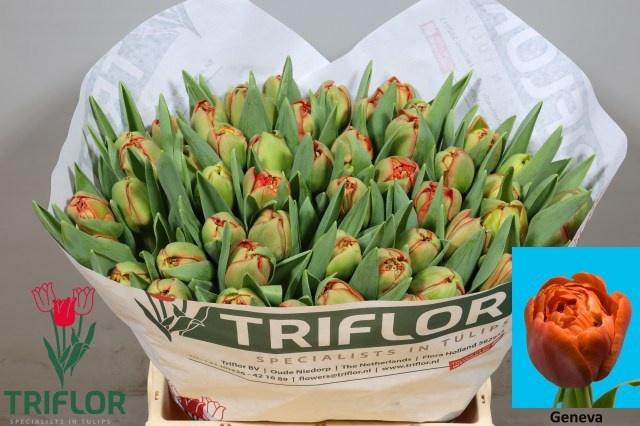 <h4>TU DU GENEVA</h4>