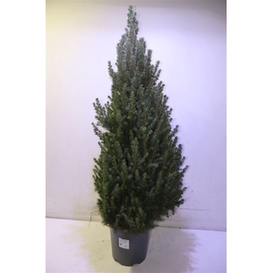 Picea Gl Conica