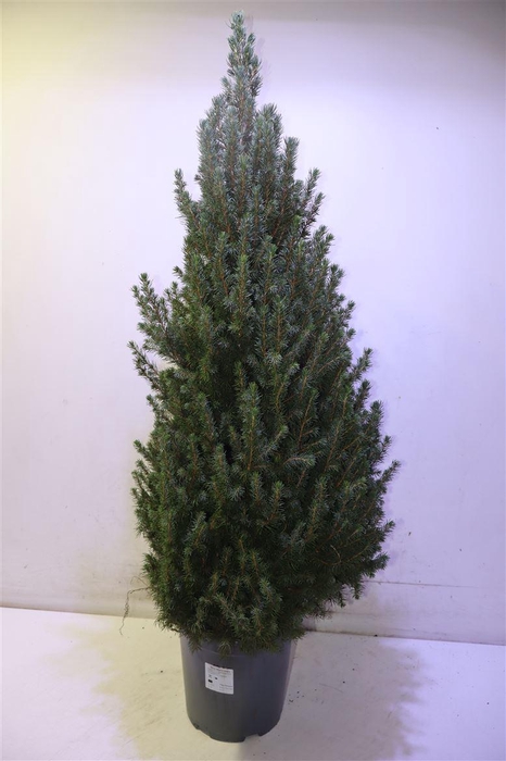 <h4>Picea Gl Conica</h4>