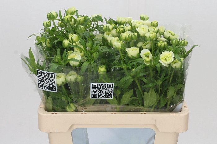 <h4>Ranunculus Butterfly Graces</h4>