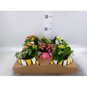 Arr.    Planten  L%