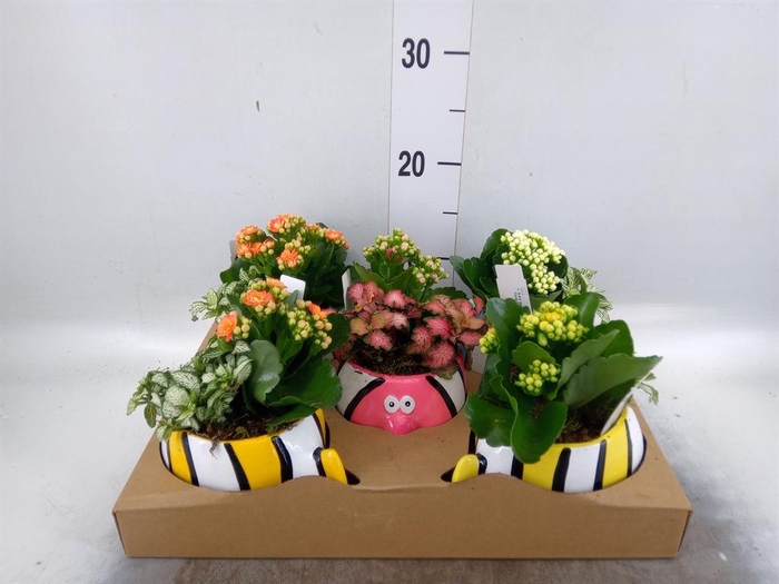 <h4>Arr.    Planten  L%</h4>