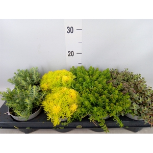 Sedum   ...
