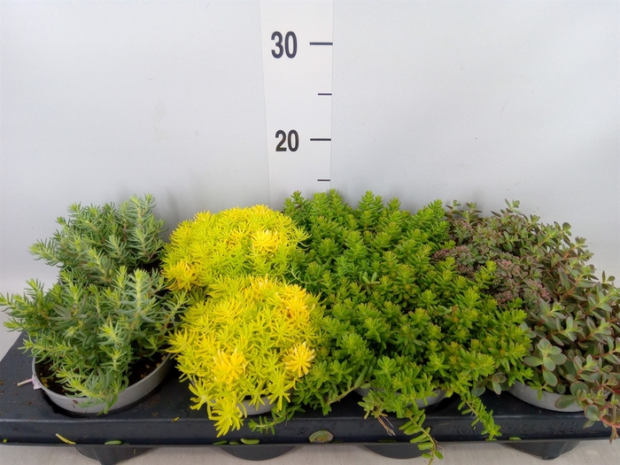 <h4>Sedum   ...</h4>