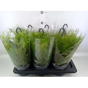 Rhipsalis clavata 'Easy Sweety'