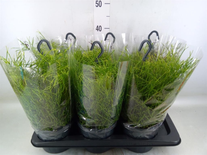 <h4>Rhipsalis clavata 'Easy Sweety'</h4>