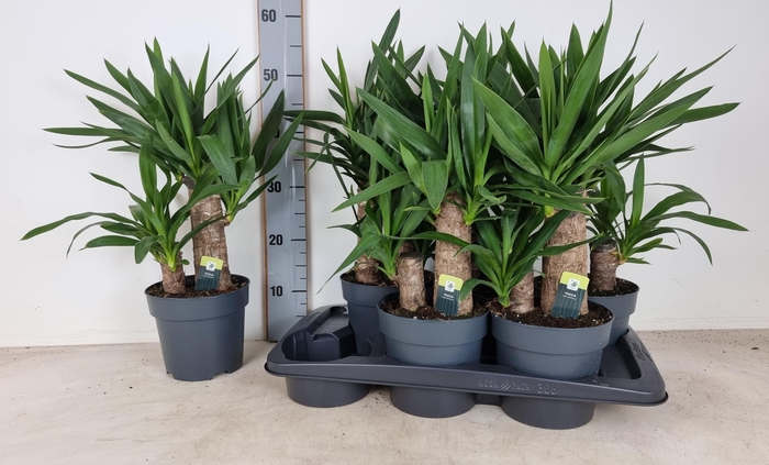 <h4>YUC ELEPHANTIPES</h4>