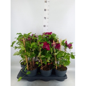 Clematis  'Boulevard'   ...