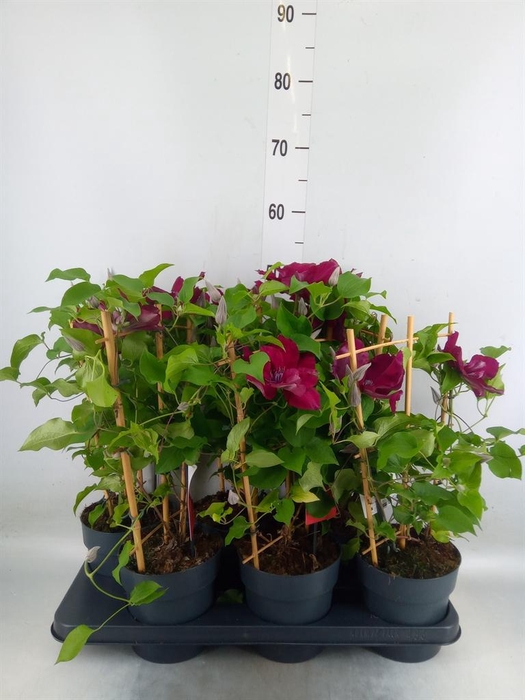 <h4>Clematis  'Boulevard'   ...</h4>