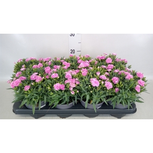 Dianthus car. 'Peman'