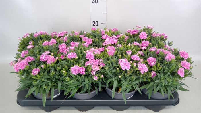 <h4>Dianthus car. 'Peman'</h4>