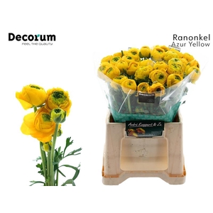 Ran Aazur Yellow Knoppert