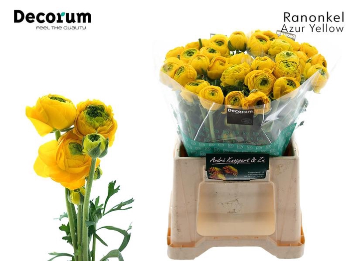 <h4>Ran Aazur Yellow Knoppert</h4>