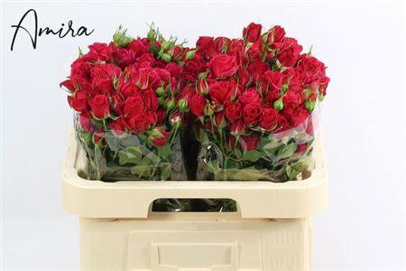 <h4>R Tr Quincy</h4>