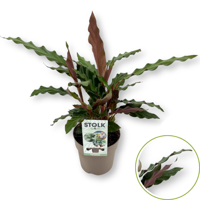 <h4>Calathea 12cm 'Rufibarba'</h4>