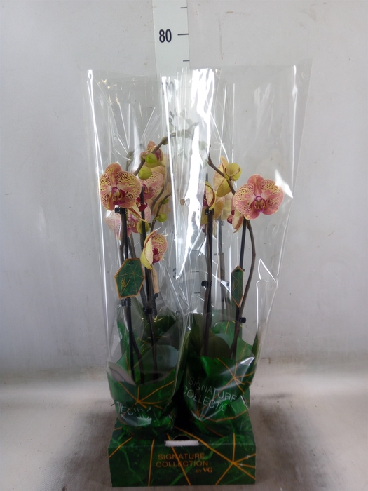 <h4>Phalaenopsis   ...</h4>