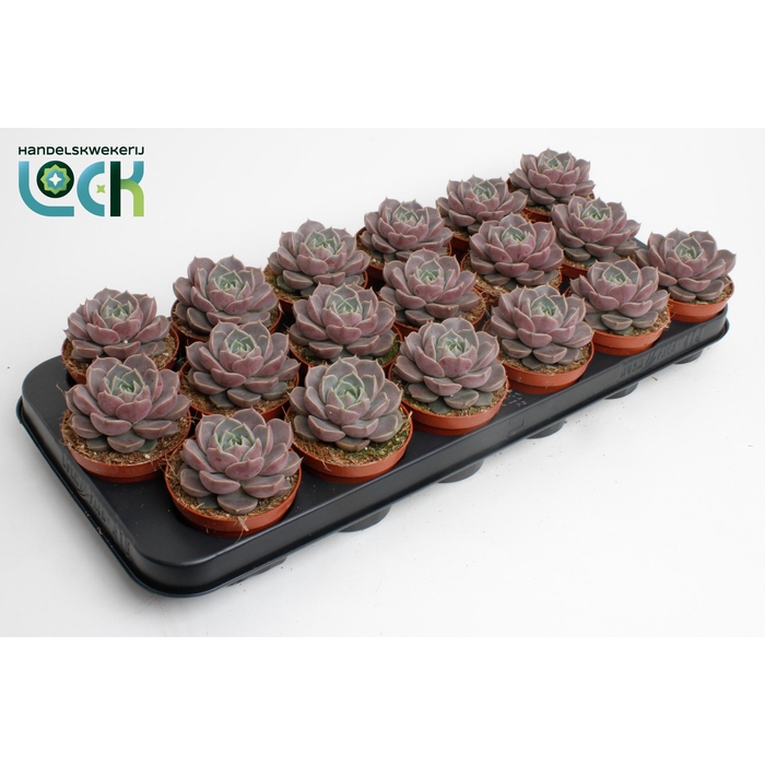 <h4>ECHEV ZONDER BLOEM</h4>