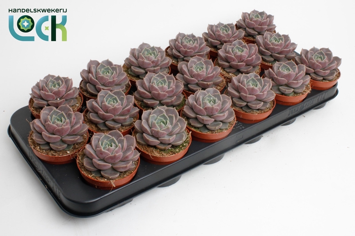 <h4>Echeveria Lola</h4>