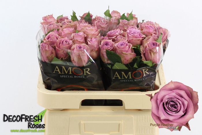 <h4>R Gr Purple Heather</h4>