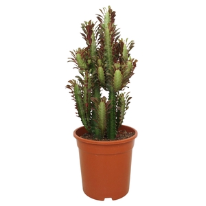 Euphorbia trigona 'Rubra'