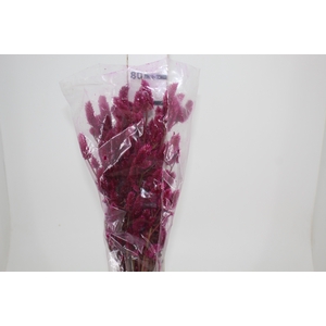 CELOSIA RABO DE GATO 070 CM PINK