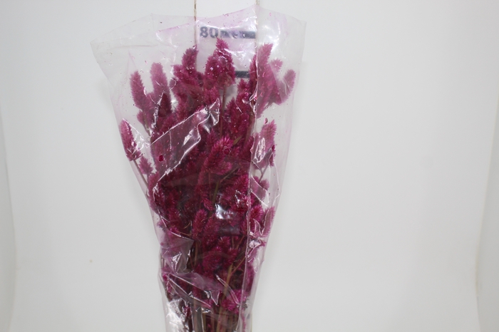 <h4>CELOSIA RABO DE GATO 070 CM PINK</h4>