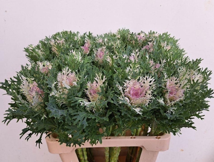 <h4>BRASS CRANE KING</h4>