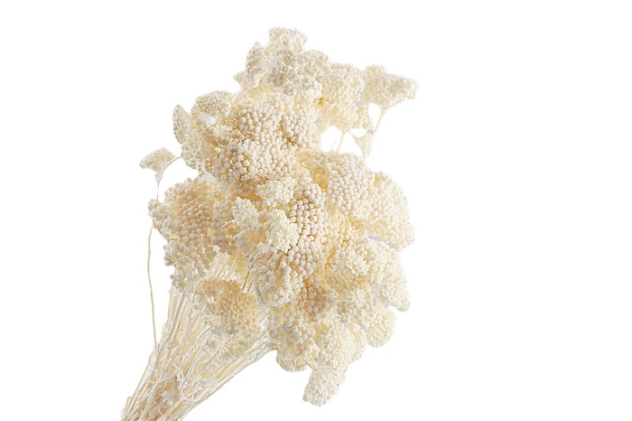 <h4>Achillea White Bleached</h4>