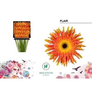 Gerbera Pasta Flair Diamond per kaart