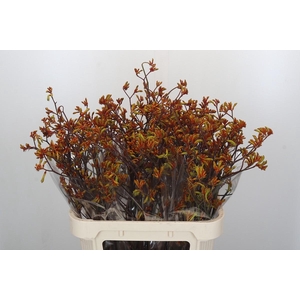 Anigozanthos Bush Sunset