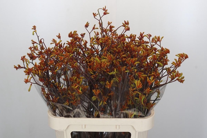 Anigozanthos Bush Sunset