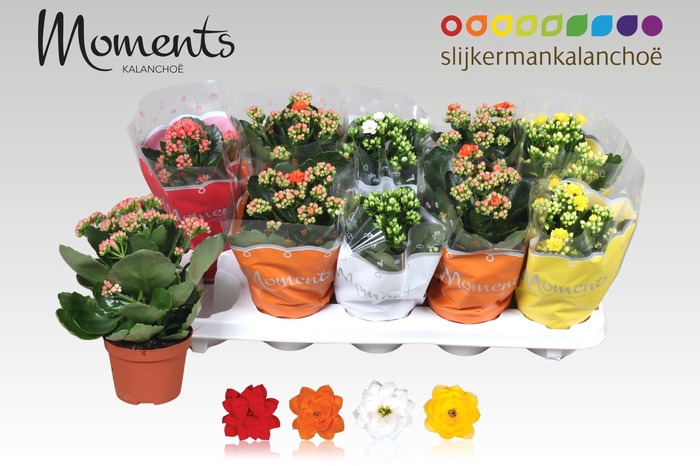 <h4>KAL GE GEM 4 KL</h4>