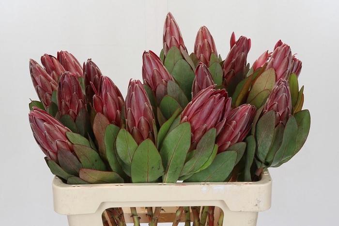 <h4>PROTEA SHARONET</h4>
