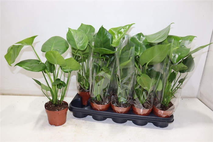 <h4>arr8 Monstera Ov</h4>