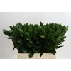 Ruscus Hypophyllum