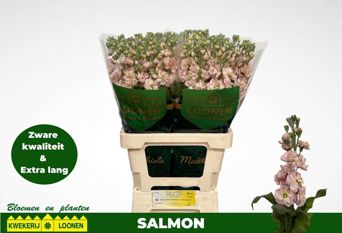 <h4>MATTH MILLA SALMON</h4>